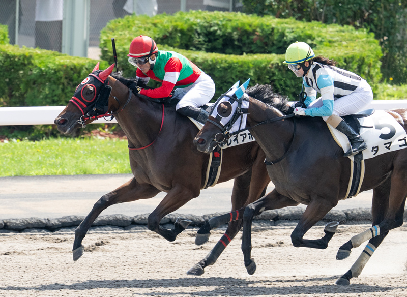 ヒダカブリーダーズユニオン　競馬勝負服 ユニオンの勝負服にまだ慣れません | いつも身近にお馬さん